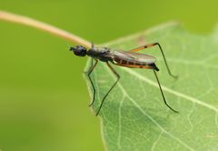 Micropeza corrigiolata