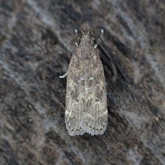 Helcystogramma melantherella