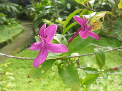 Pseuderanthemum laxiflorum