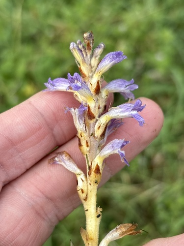 hemp broomrape (Phelipanche ramosa)