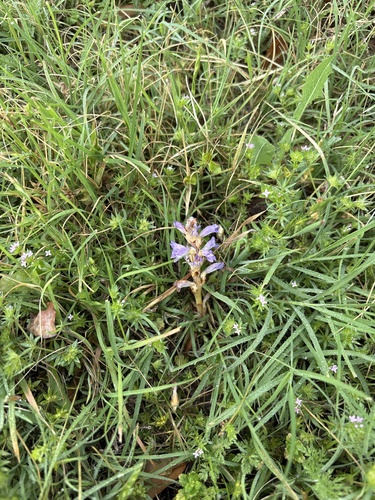 Orobanche ramosa, photograph 4