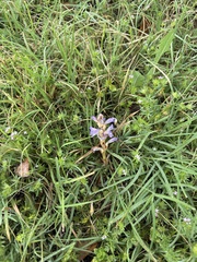 Orobanche ramosa, photograph Sam Kieschnick, CC BY, iNaturalist via GBIF