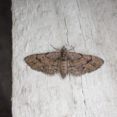 Eupithecia peckorum