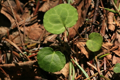 Pyrola renifolia