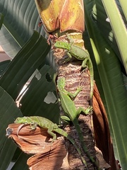 Iguana iguana