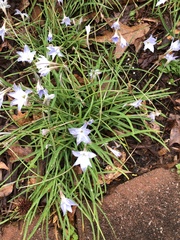 Zephyranthes chlorosolen