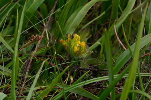 Golden Indian Paintbrush (Castilleja levisecta)