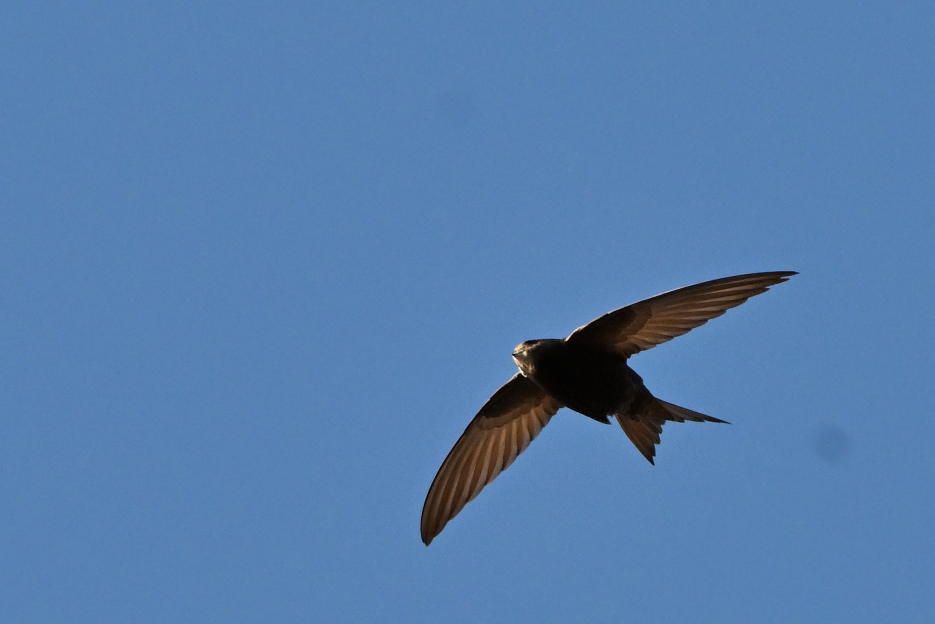 Apus apus (Linnaeus, 1758)