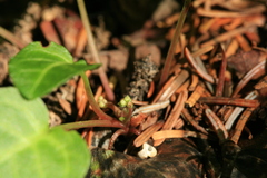 Pyrola renifolia