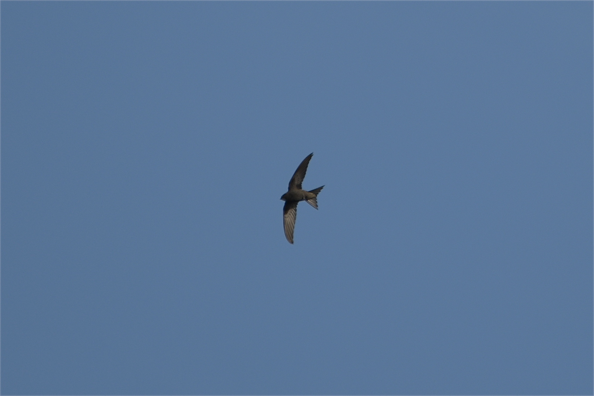 Apus apus (Linnaeus, 1758)