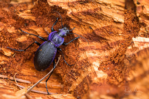 Rough Violet Ground Beetle
