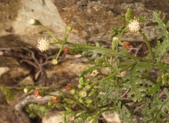 Senecio subrubriflorus