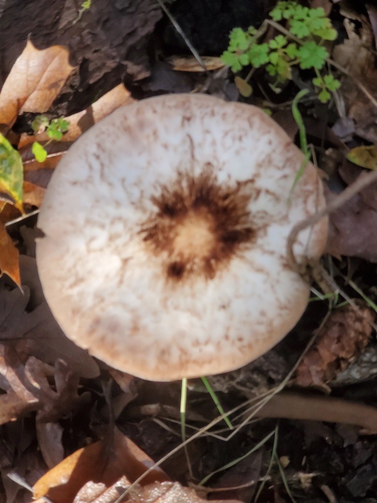 Agaricus subrutilescens · December 2025 · photo: © arlenedevitt (iNaturalist, cc-by)