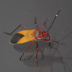 Dysdercus ruficollis