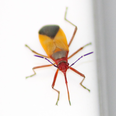 Dysdercus ruficollis