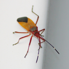 Dysdercus ruficollis
