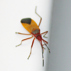 Dysdercus ruficollis