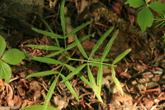 Ostericum maximowiczii