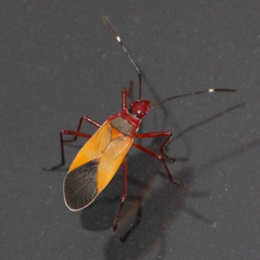 Dysdercus ruficollis