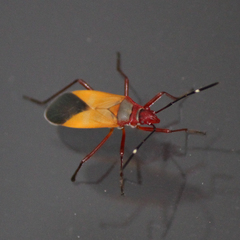 Dysdercus ruficollis