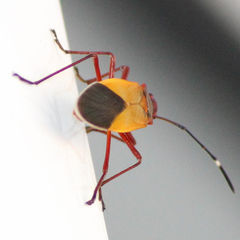 Dysdercus ruficollis