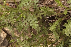 Senecio subrubriflorus