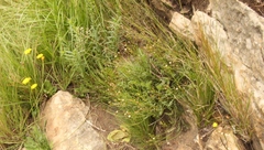 Senecio subrubriflorus