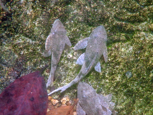 Erica's pleco (Hypostomus ericae) — Loricariidae — 2