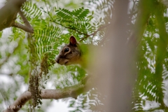 Sciurus niger limitis