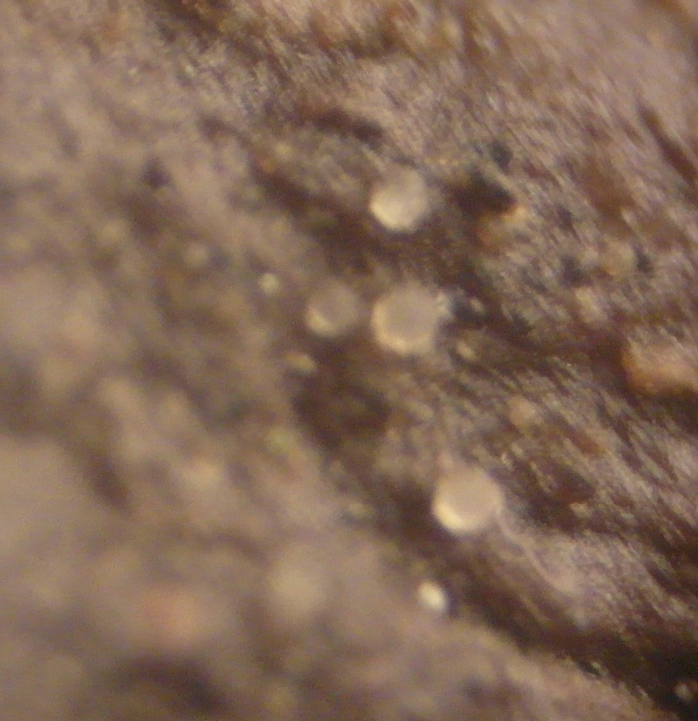 Coprotus sexdecimsporus