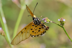 Acraea neobule neobule