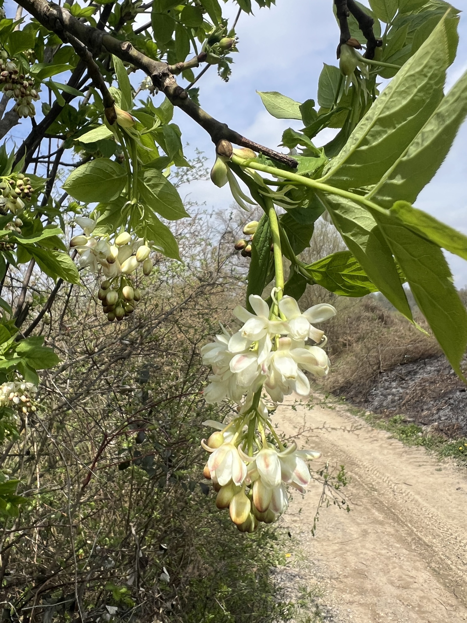 Bladdernut (Staphylea pinnata)