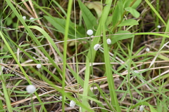 Lachnocaulon