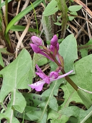 Orchis anatolica