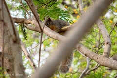Sciurus niger limitis
