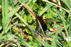 Bombylius discolor