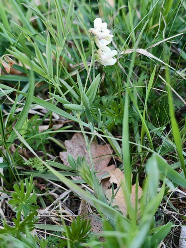 Felted Vetch (Lathyrus pannonicus)