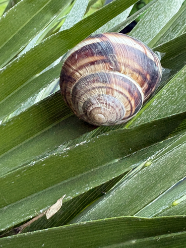 Helix lucorum