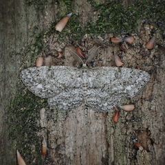 Hypomecis umbrosaria