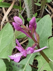 Orchis anatolica