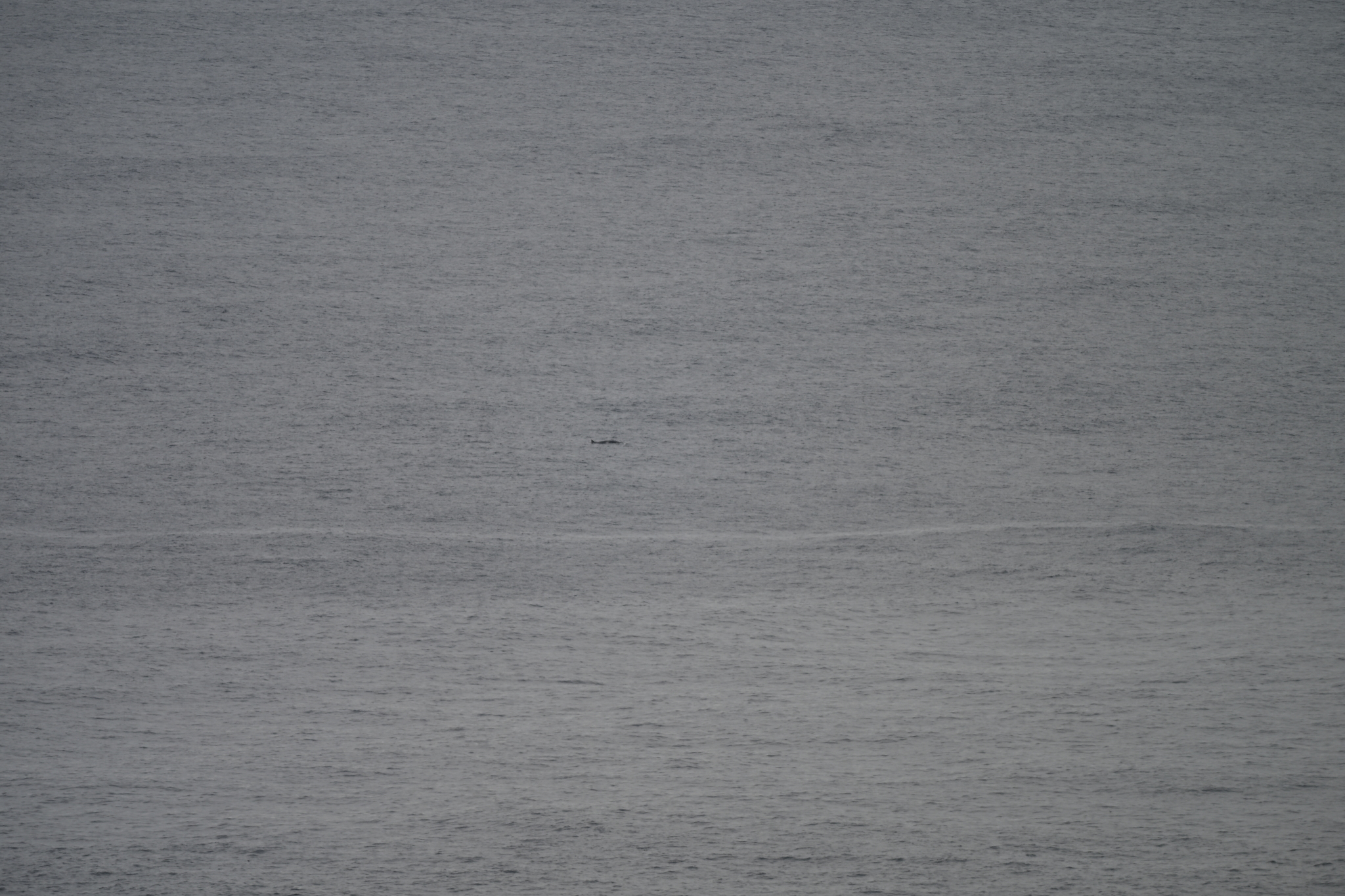 Balaenoptera bonaerensis