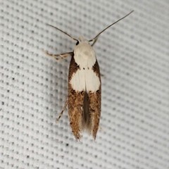 Mompha circumscriptella