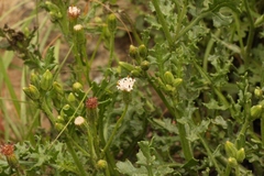 Senecio subrubriflorus
