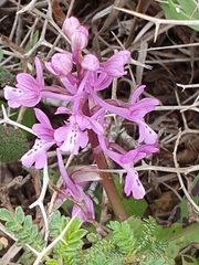 Orchis anatolica