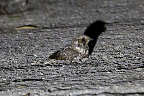 Eastern Whip-poor-will (Antrostomus vociferus), photo 3