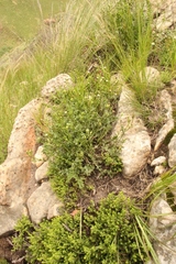Senecio subrubriflorus
