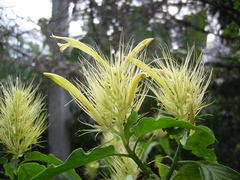 Schaueria calytricha