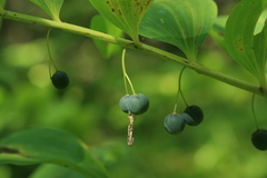 Polygonatum odoratum maximowiczii
