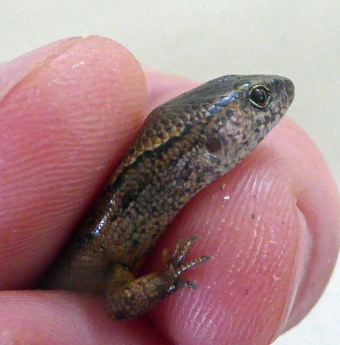 Oligosoma aeneum