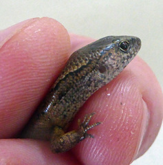 Oligosoma aeneum
